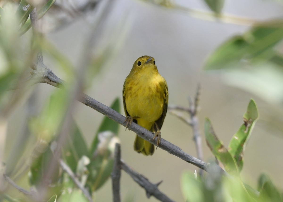 Yellow Warbler (Golden) - ML152851311