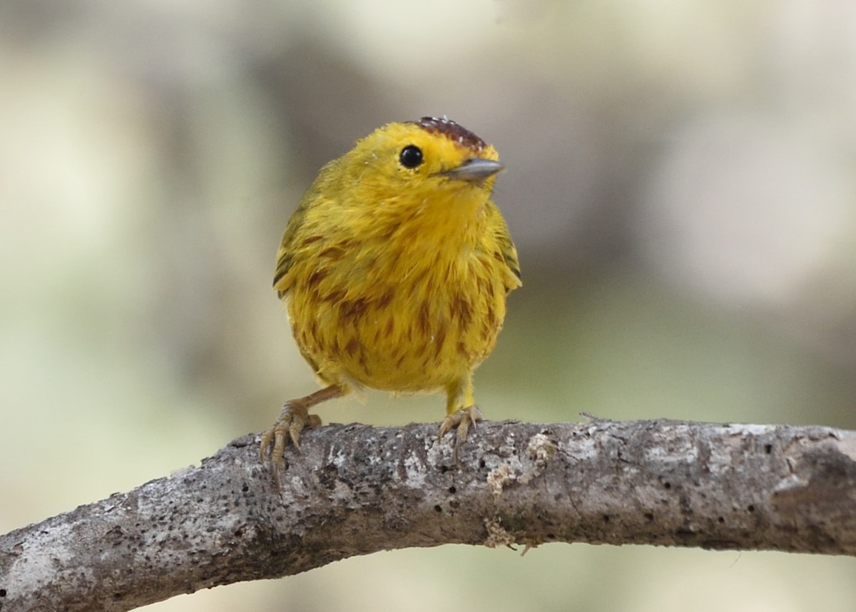 Yellow Warbler (Golden) - Michiel Oversteegen