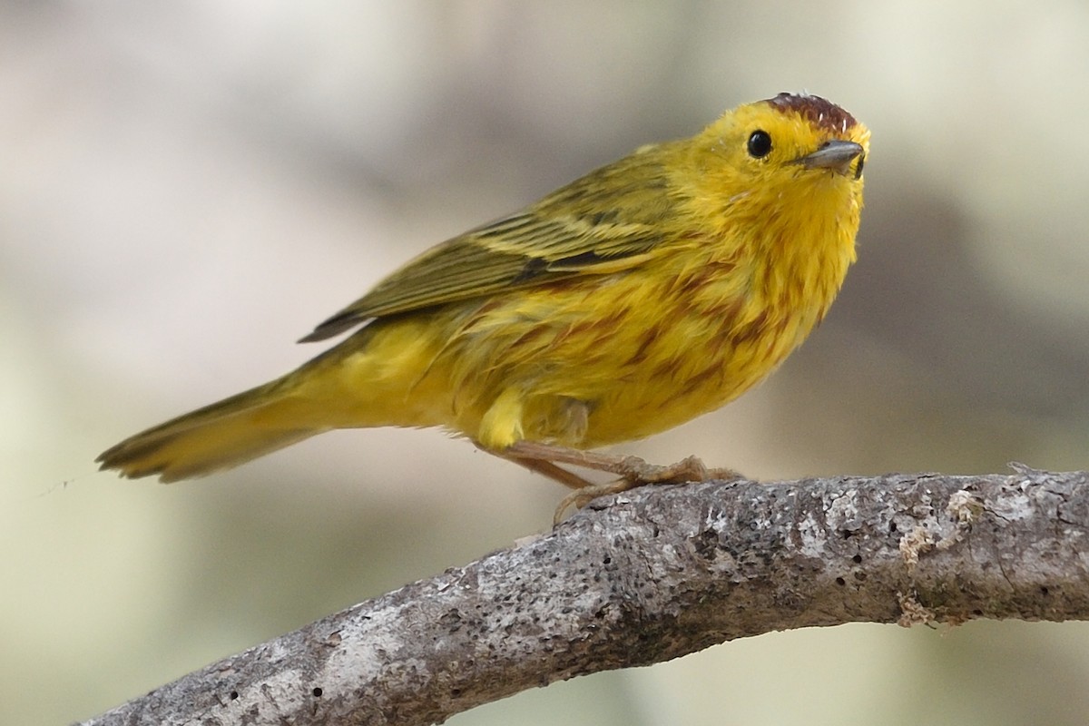 Yellow Warbler (Golden) - Michiel Oversteegen