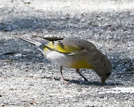 Lawrence's Goldfinch - ML152851421