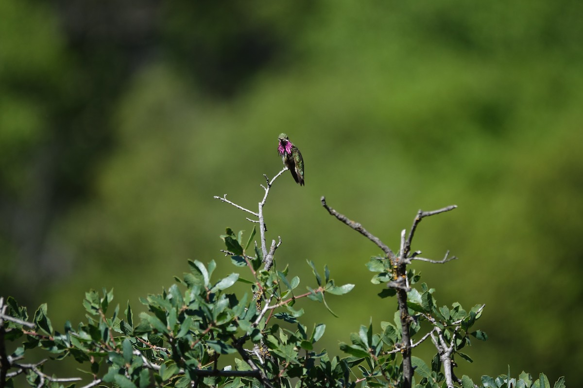 Calliope Hummingbird - Jillian Soller