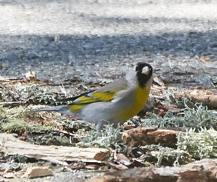 Lawrence's Goldfinch - ML152851461