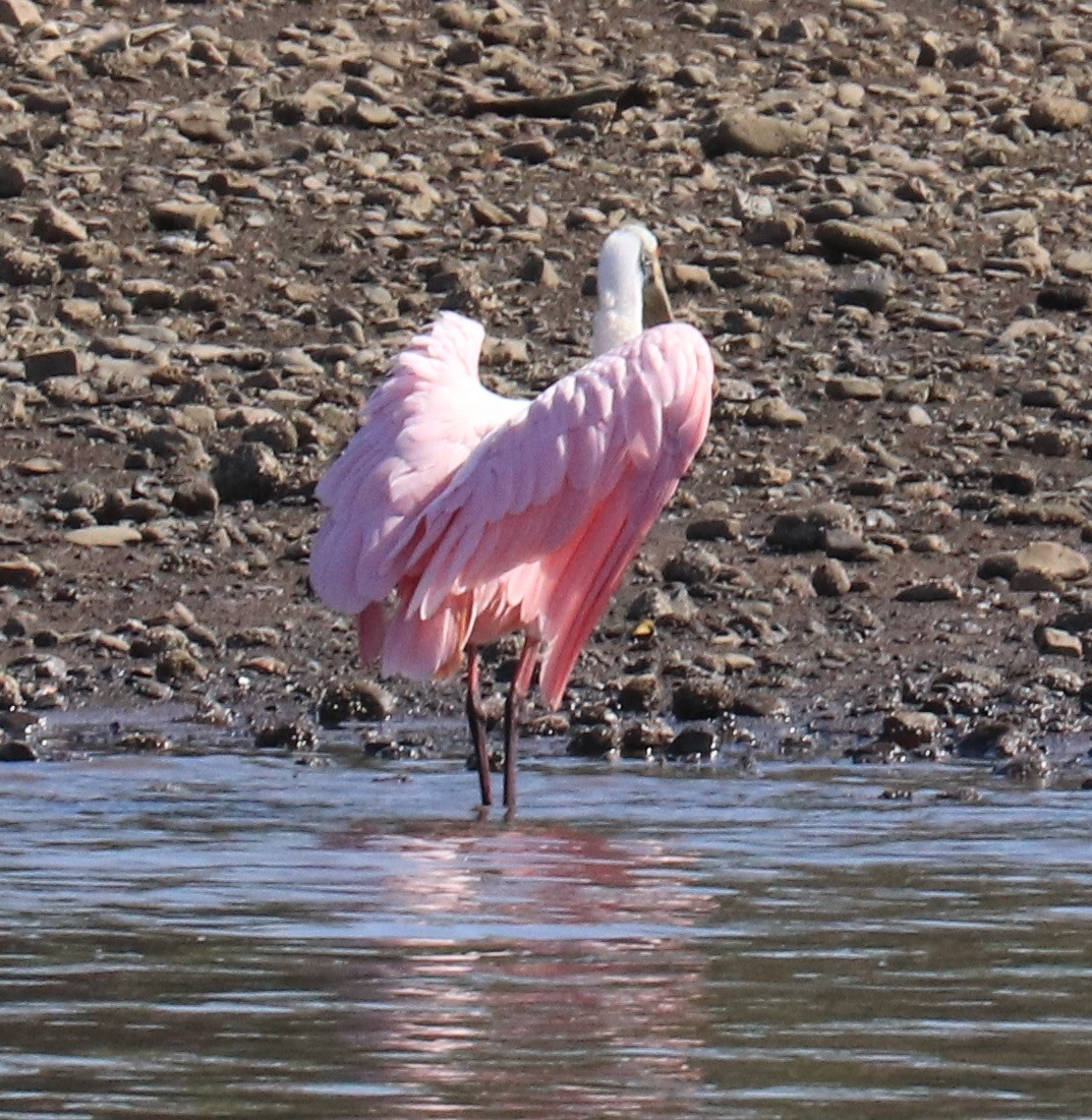 Roseate Spoonbill - Don Coons