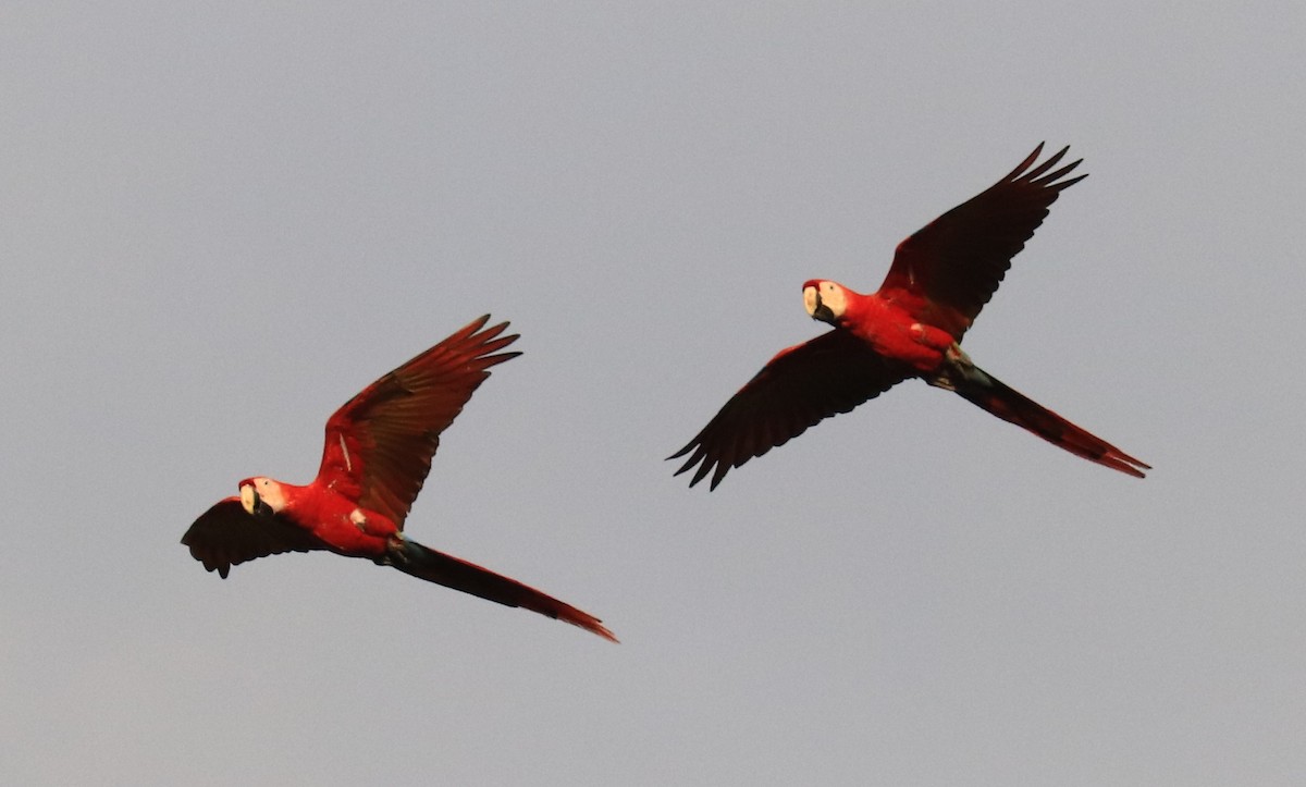 Scarlet Macaw - ML152852991