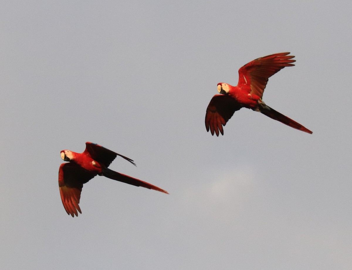 Scarlet Macaw - ML152853111