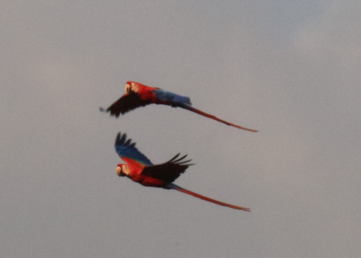 Scarlet Macaw - ML152853261