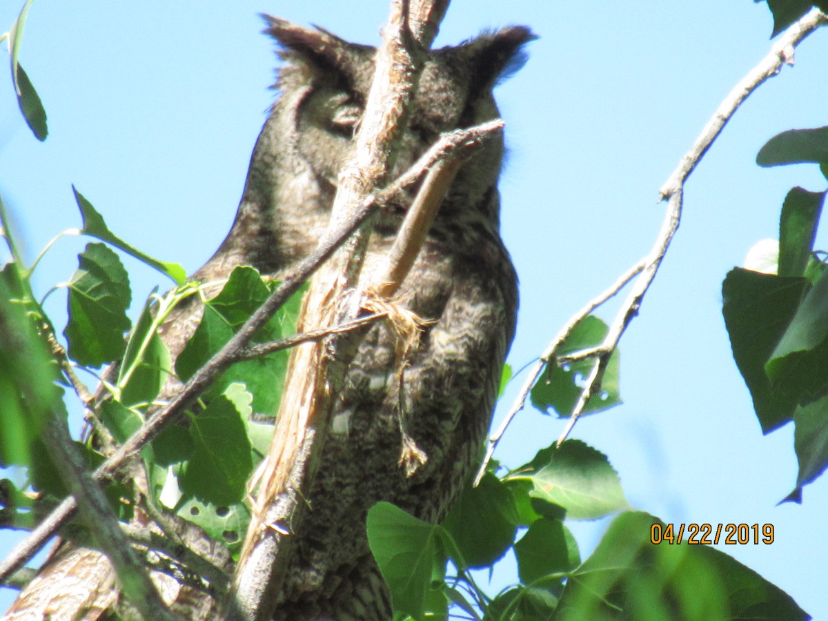 Great Horned Owl - ML152853651