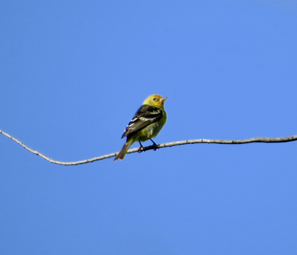 Western Tanager - ML152853841