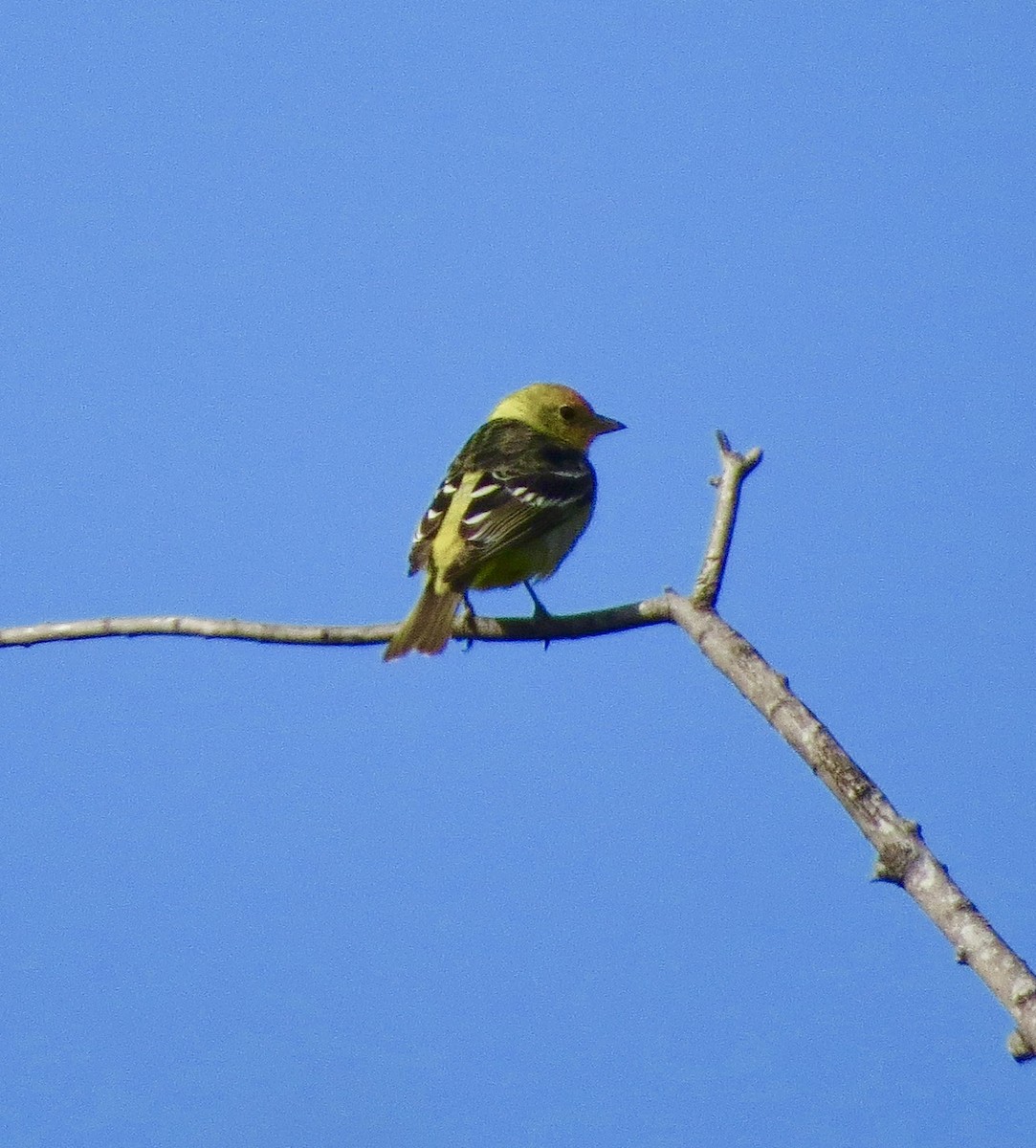 Western Tanager - ML152853851