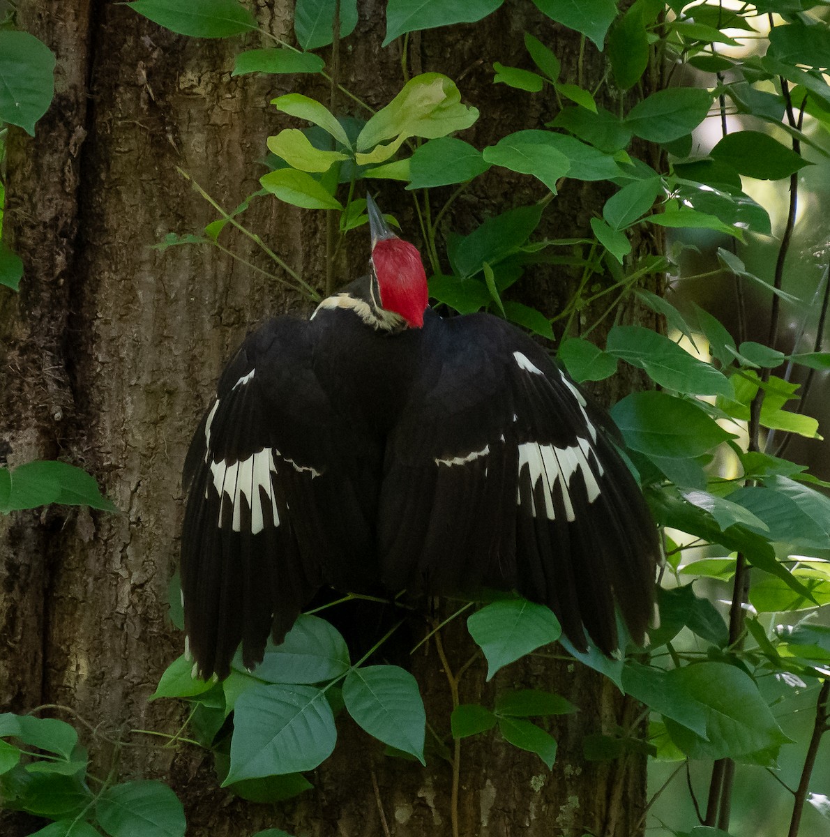 Pileated Woodpecker - Marc Regnier