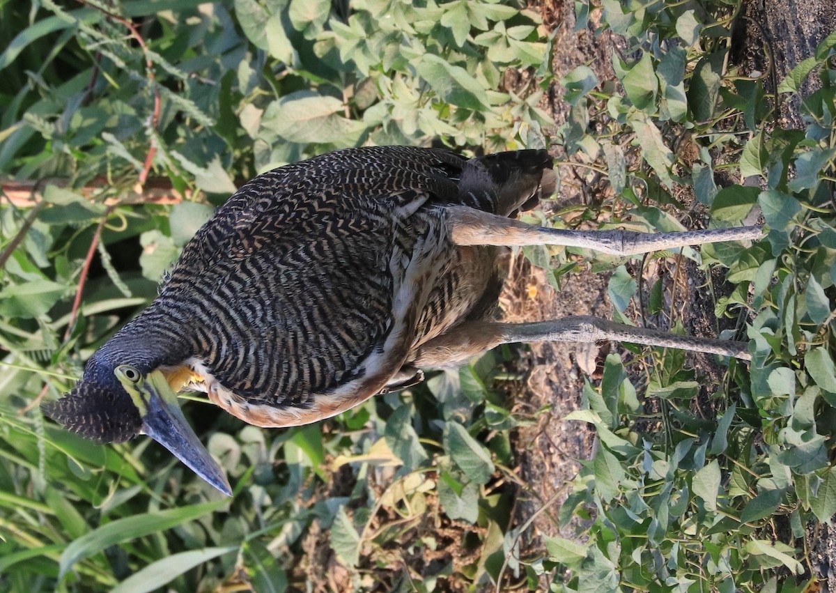 Bare-throated Tiger-Heron - Don Coons