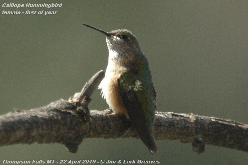 Calliope Hummingbird - Jim Greaves