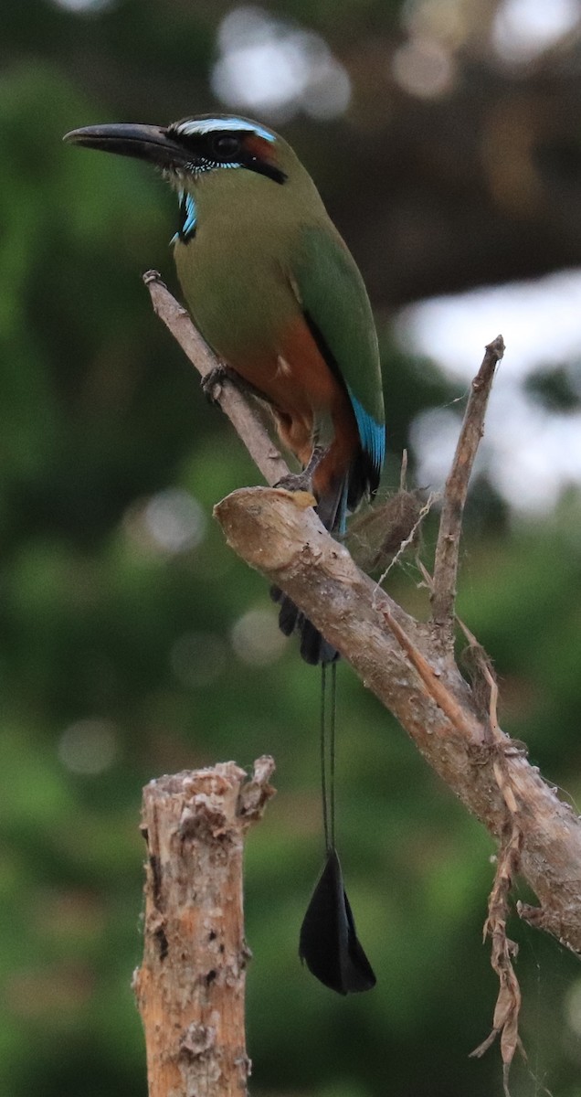 Turquoise-browed Motmot - Don Coons