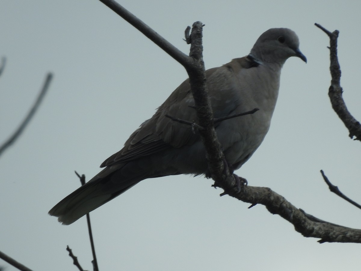 Eurasian Collared-Dove - Alan Green