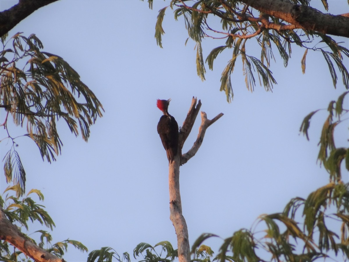 Lineated Woodpecker - Enrique Choussy Rusconi