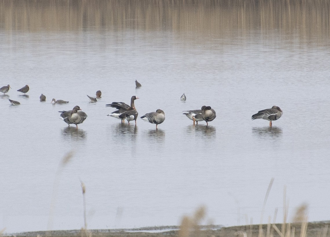 Greater White-fronted Goose - ML152856171