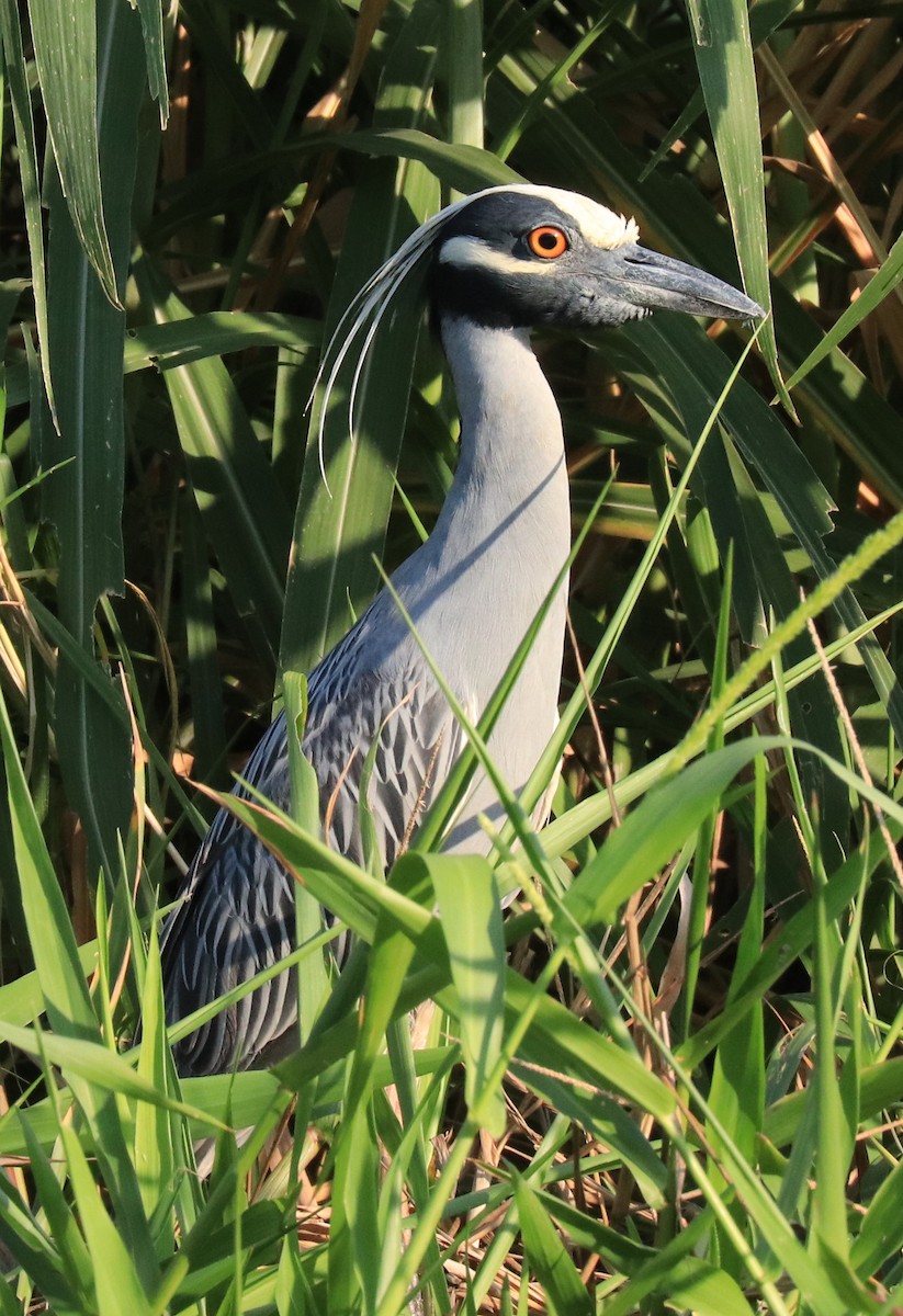 Yellow-crowned Night Heron - Don Coons