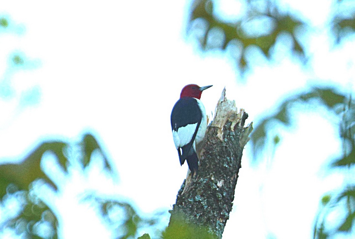 Red-headed Woodpecker - Hugh Barger