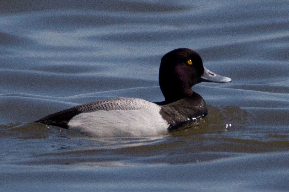 Greater Scaup - ML152856751