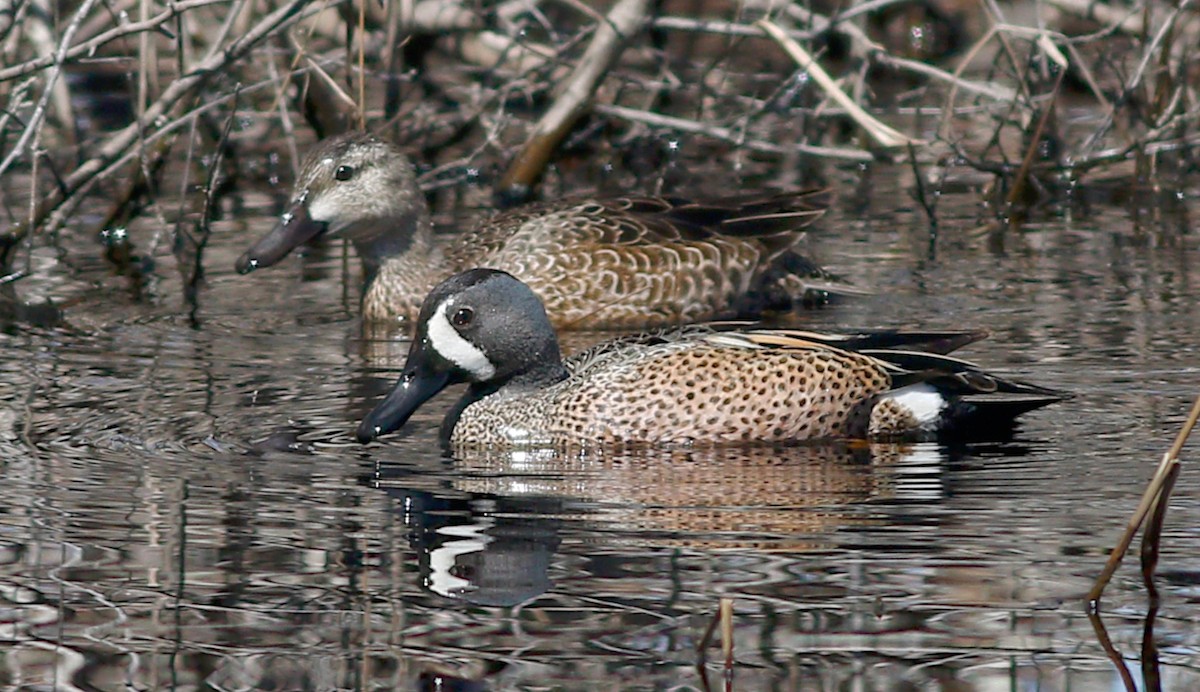 Blue-winged Teal - ML152857061