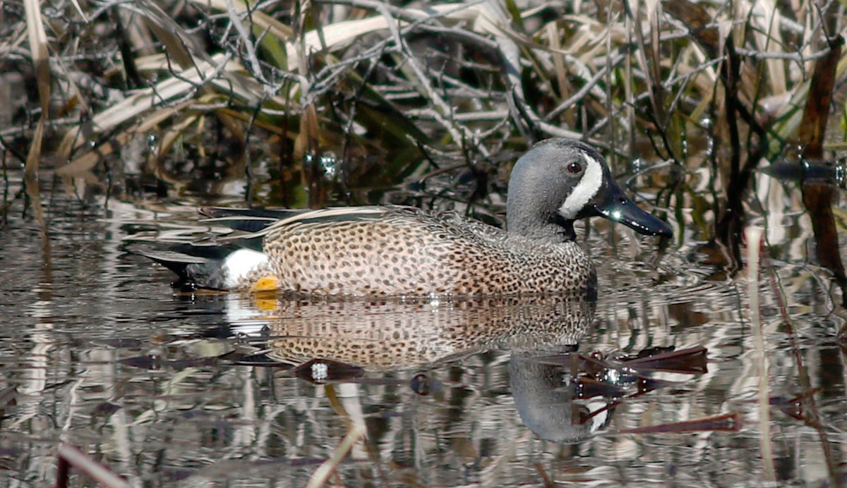 Blue-winged Teal - ML152857091
