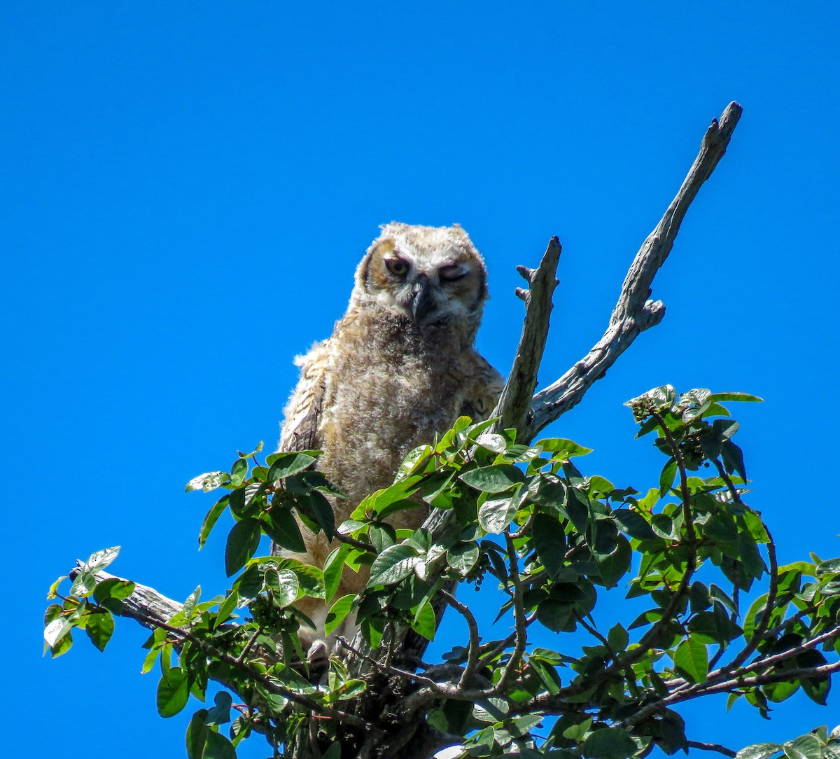 Great Horned Owl - Sam Krah
