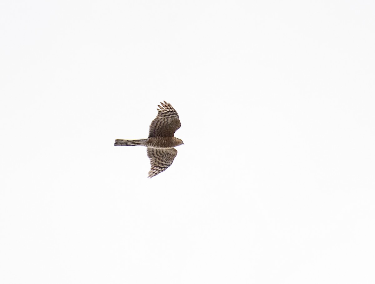 Eurasian Sparrowhawk - ML152858401