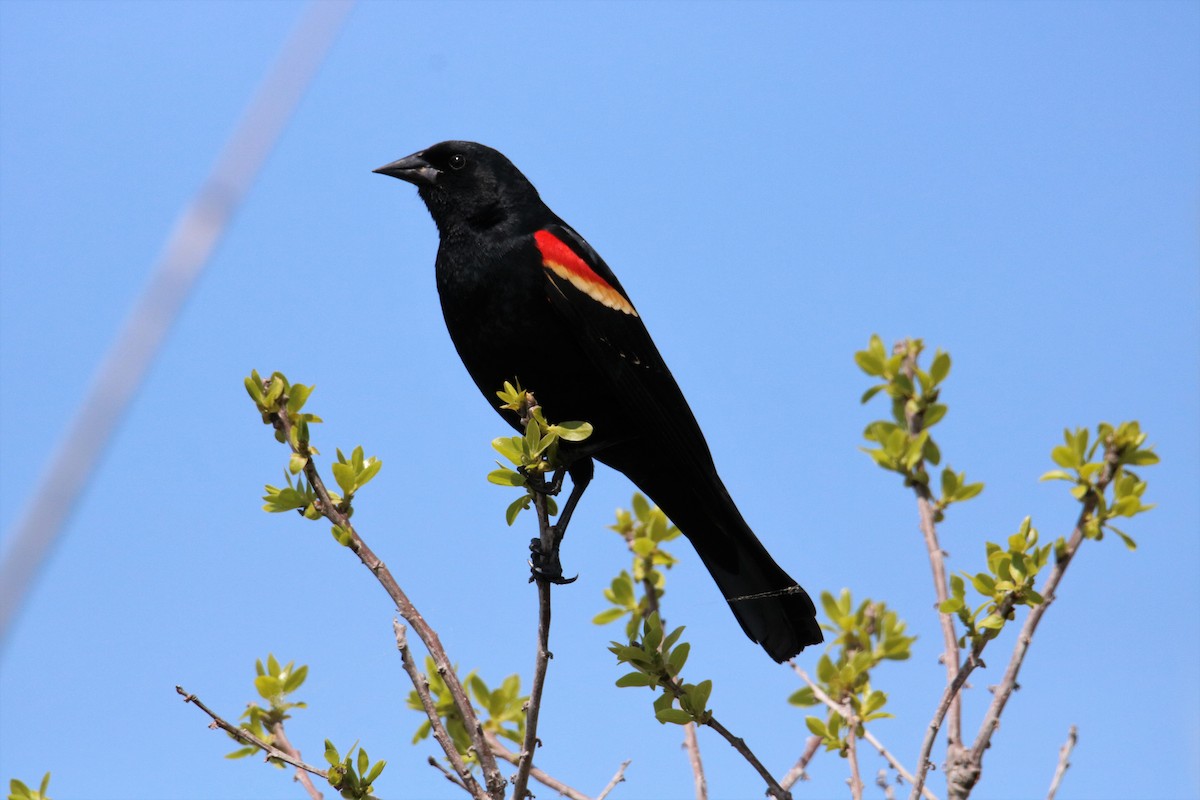 Red-winged Blackbird (Red-winged) - Steve Myers
