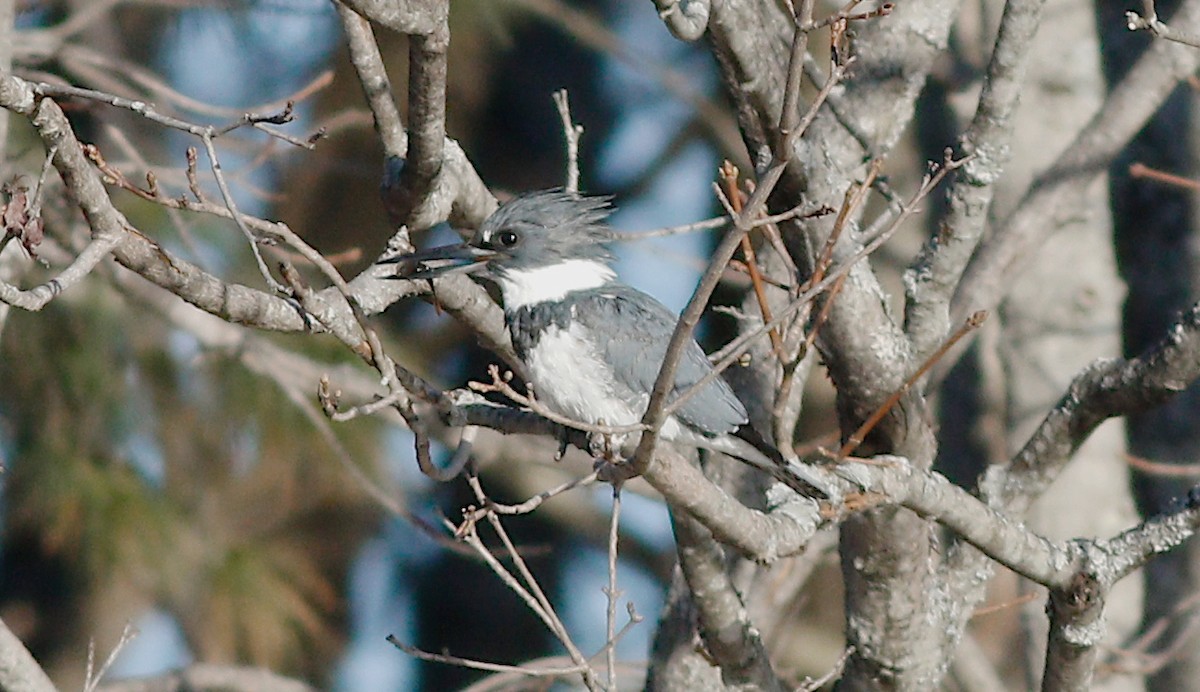Belted Kingfisher - ML152858721