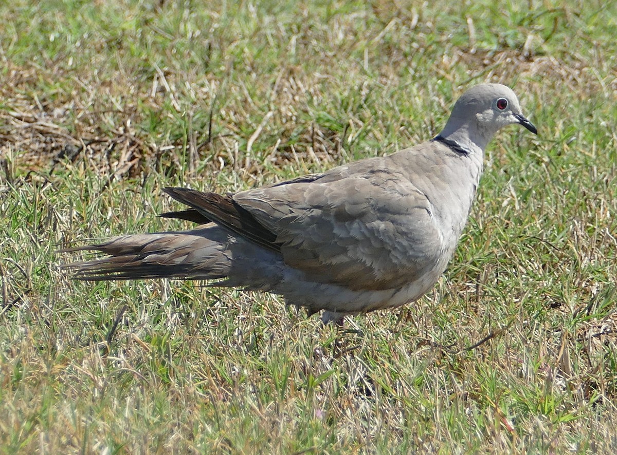 Eurasian Collared-Dove - ML152858981