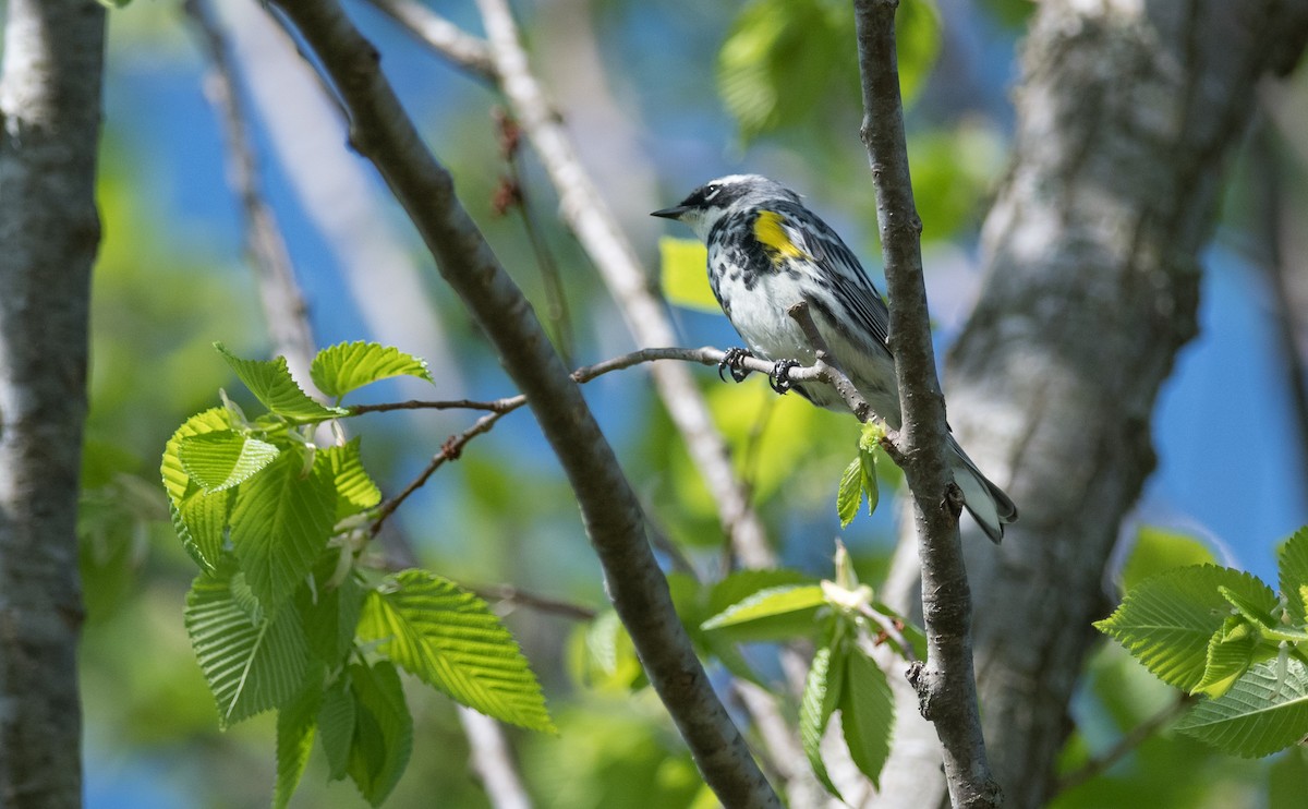 Yellow-rumped Warbler (Myrtle) - Taylor Long