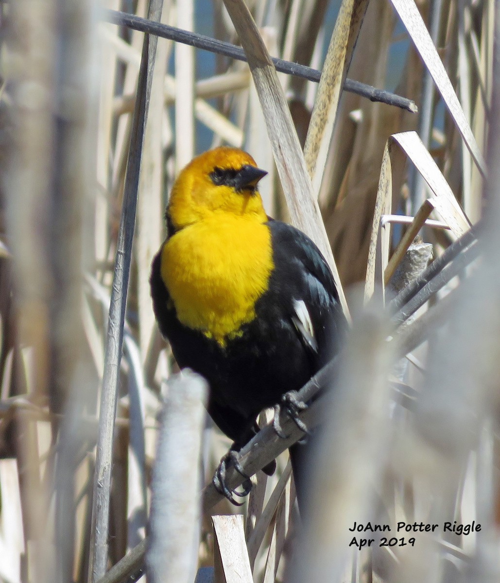 Yellow-headed Blackbird - ML152859631