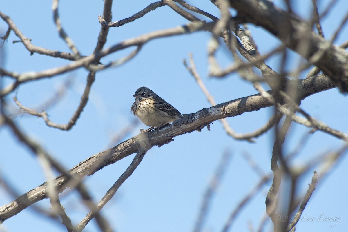 Vesper Sparrow - ML152859821