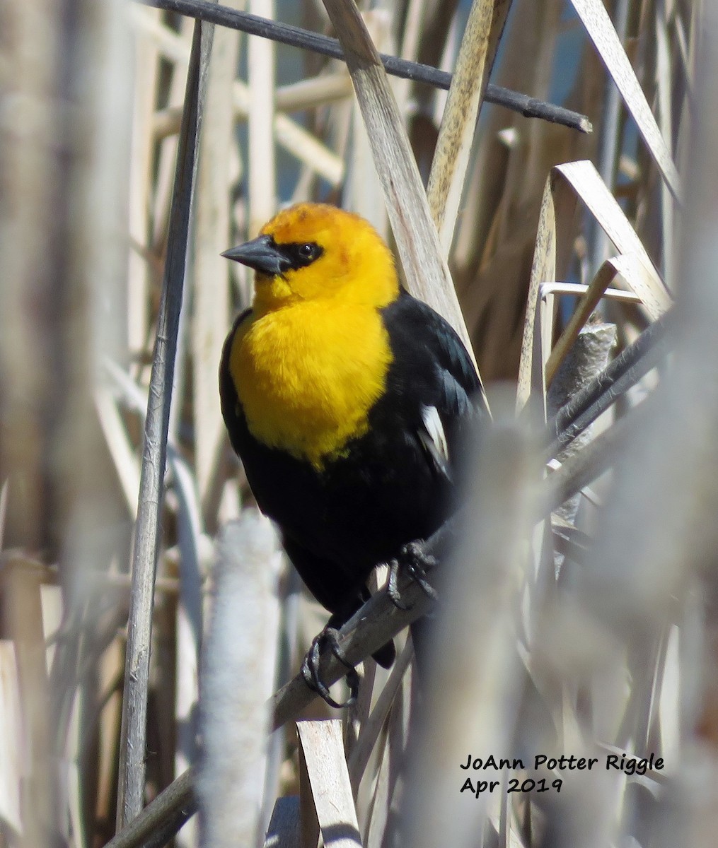 Yellow-headed Blackbird - ML152859831