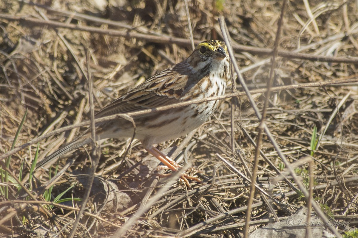 Savannah Sparrow - ML152859881