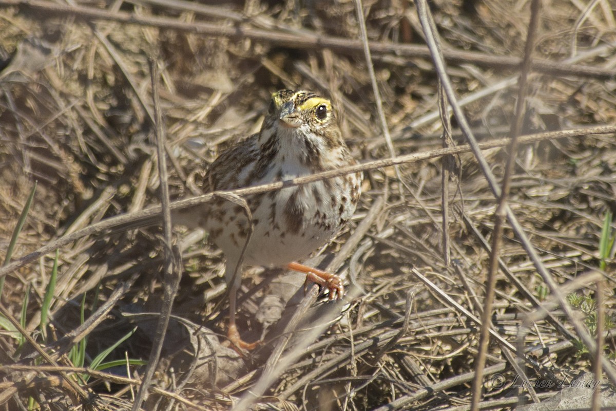 Savannah Sparrow - ML152859931