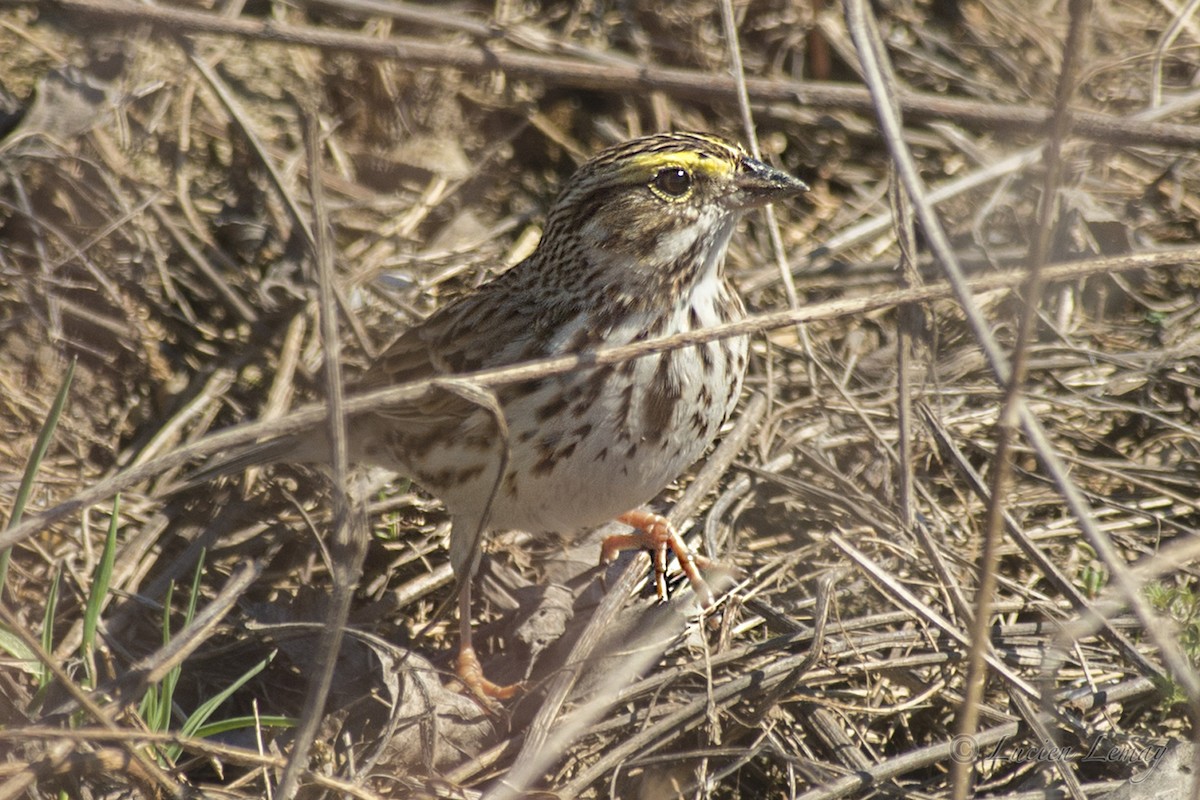 Savannah Sparrow - ML152859971