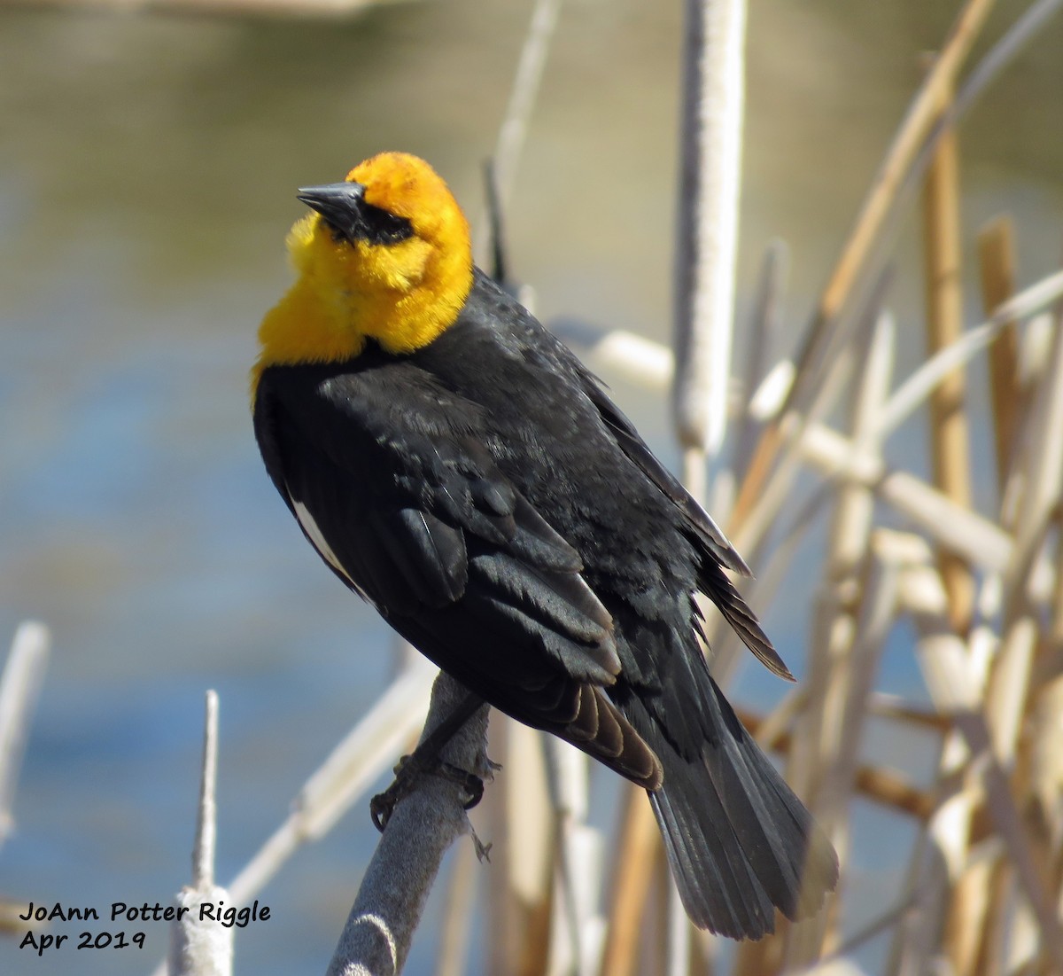 Yellow-headed Blackbird - ML152859981