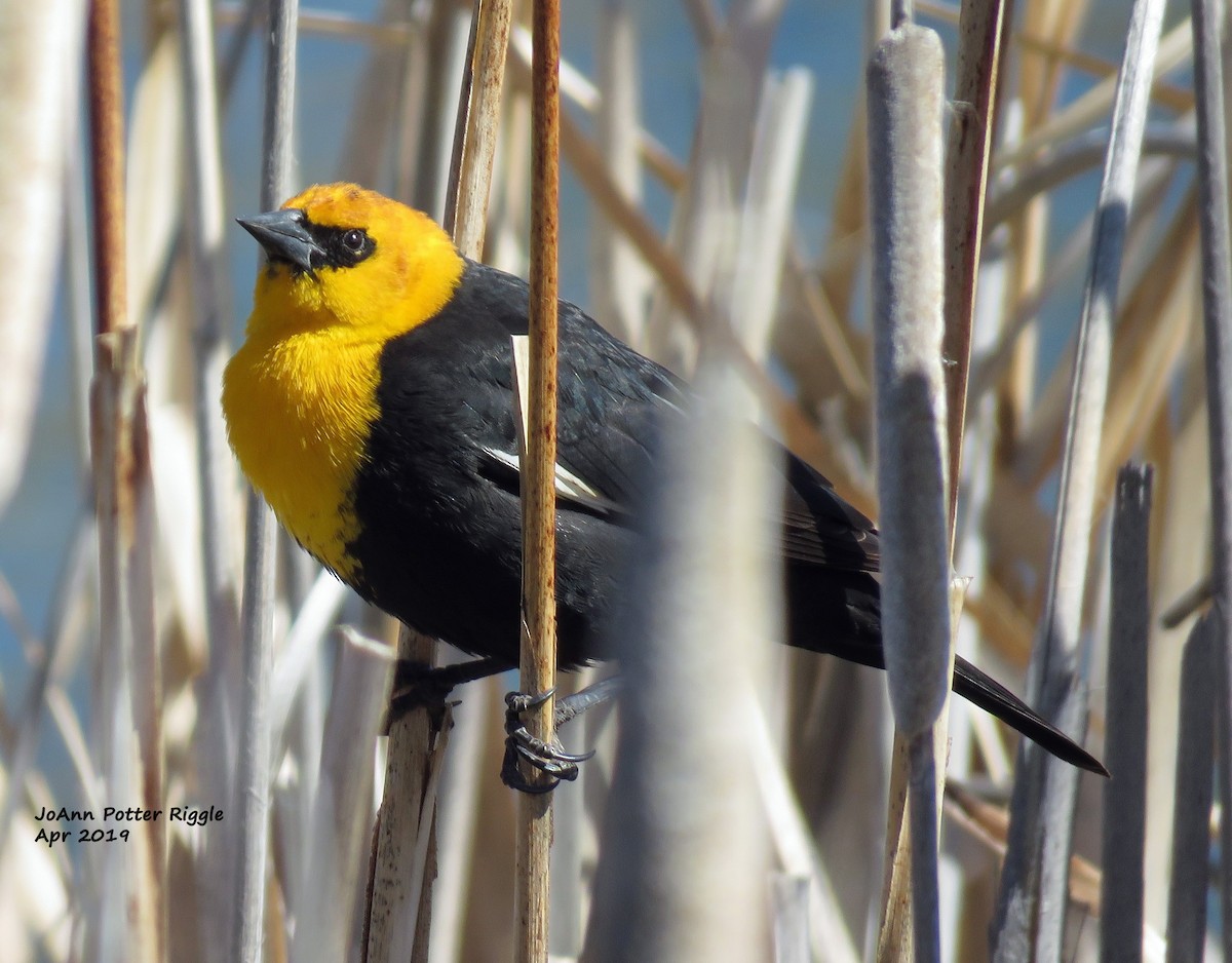 Yellow-headed Blackbird - ML152859991