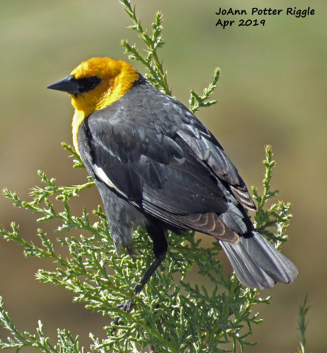 Yellow-headed Blackbird - ML152860041