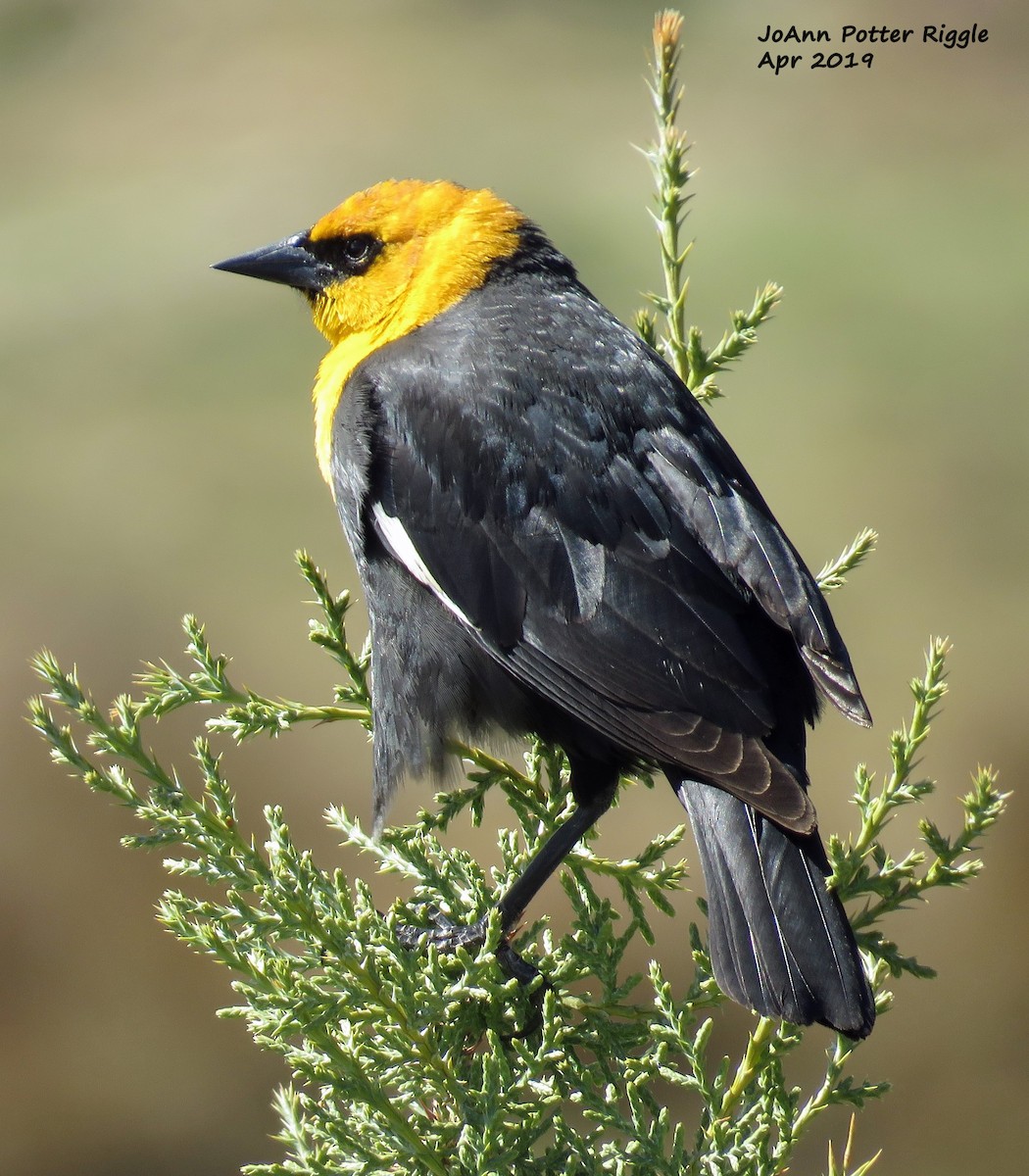 Yellow-headed Blackbird - ML152860091
