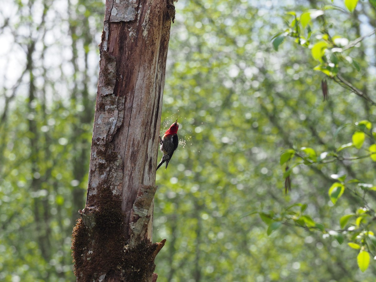 Red-breasted Sapsucker - Andrew Jacobson