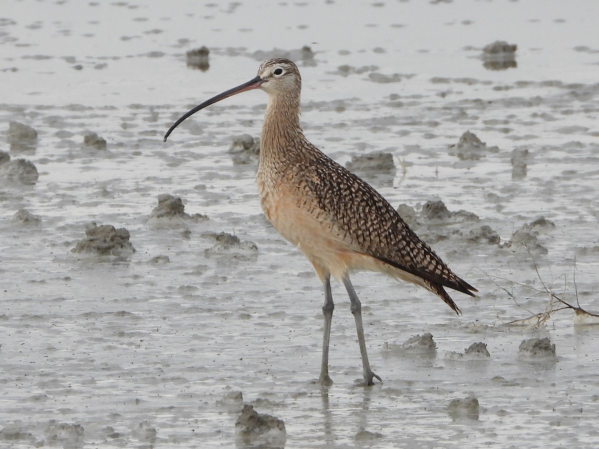 Long-billed Curlew - ML152861961