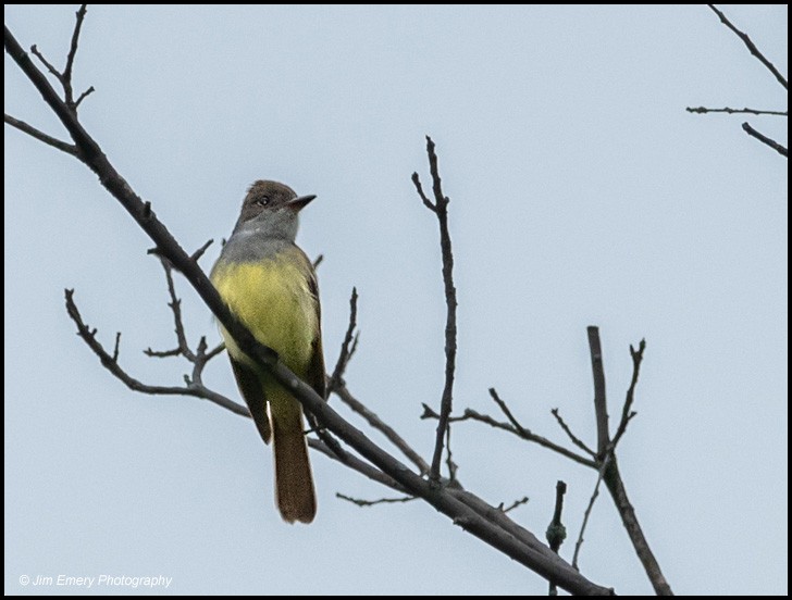 Great Crested Flycatcher - Jim Emery
