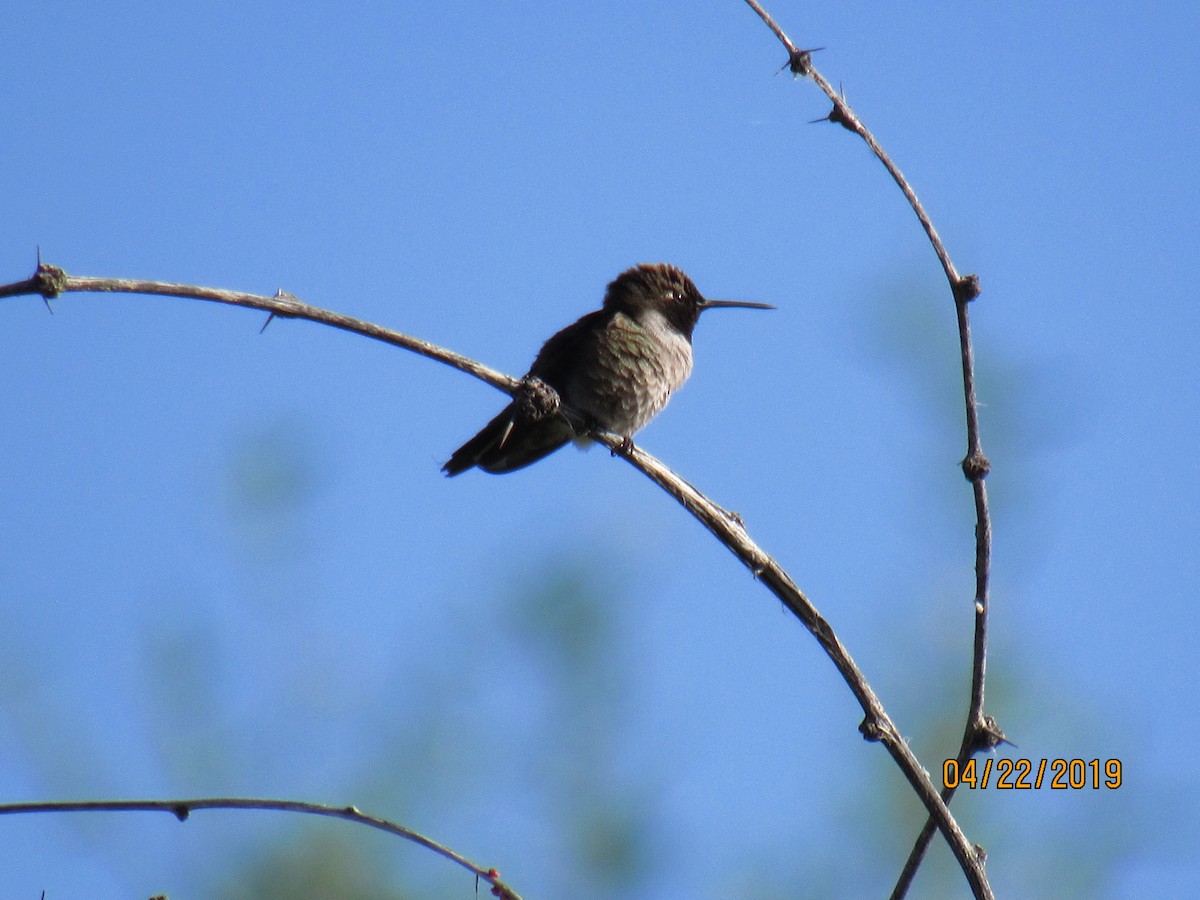 Black-chinned Hummingbird - roger rohback