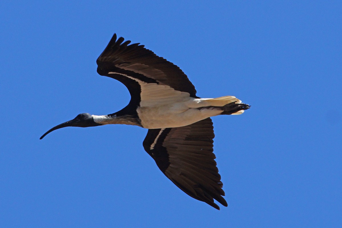 ibis slámokrký - ML152862791
