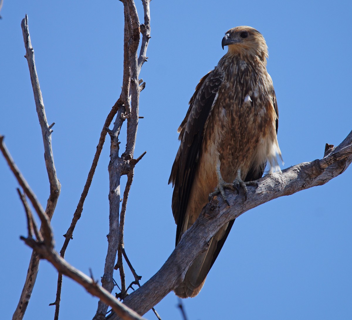 Whistling Kite - Peter & Shelly Watts