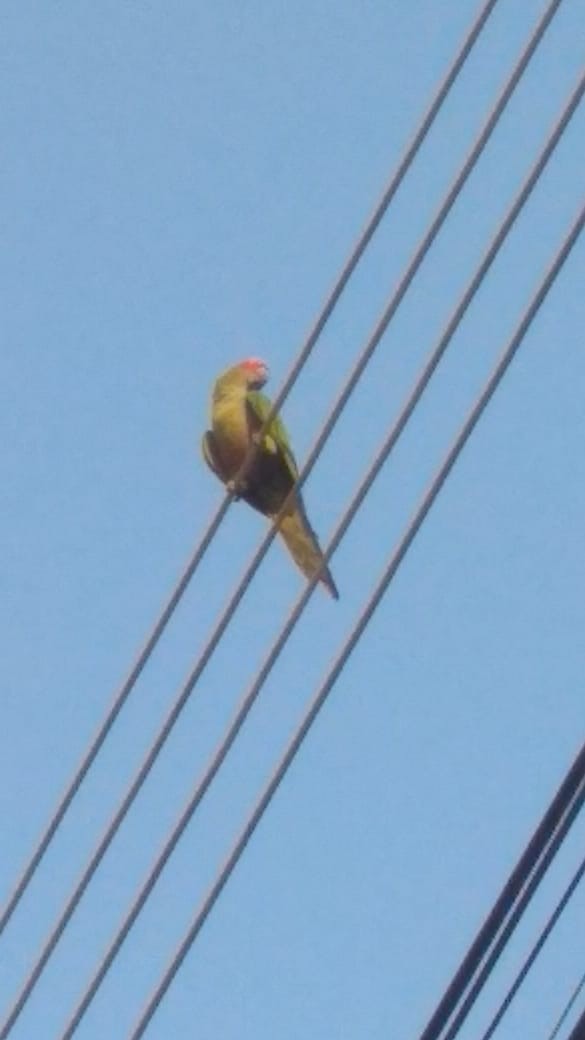 Golden-capped Parakeet - Carlos Otávio Gussoni