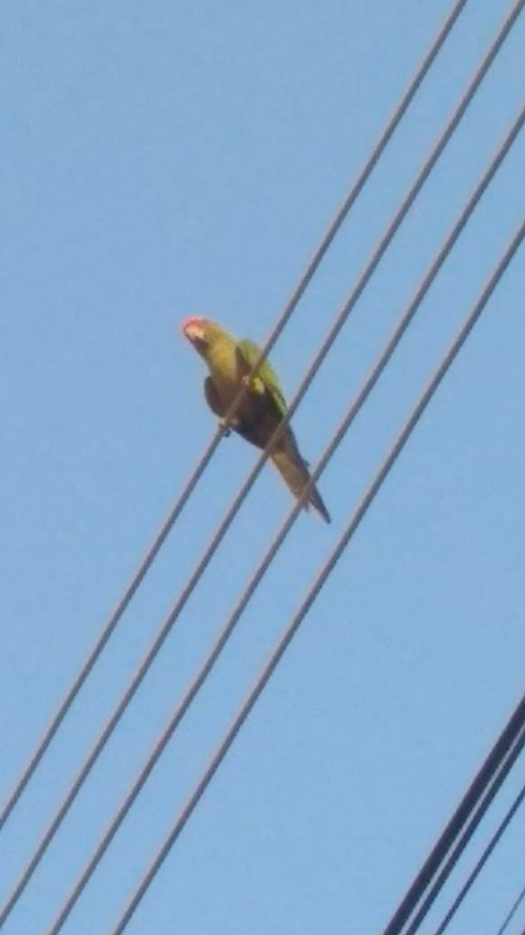 Golden-capped Parakeet - Carlos Otávio Gussoni