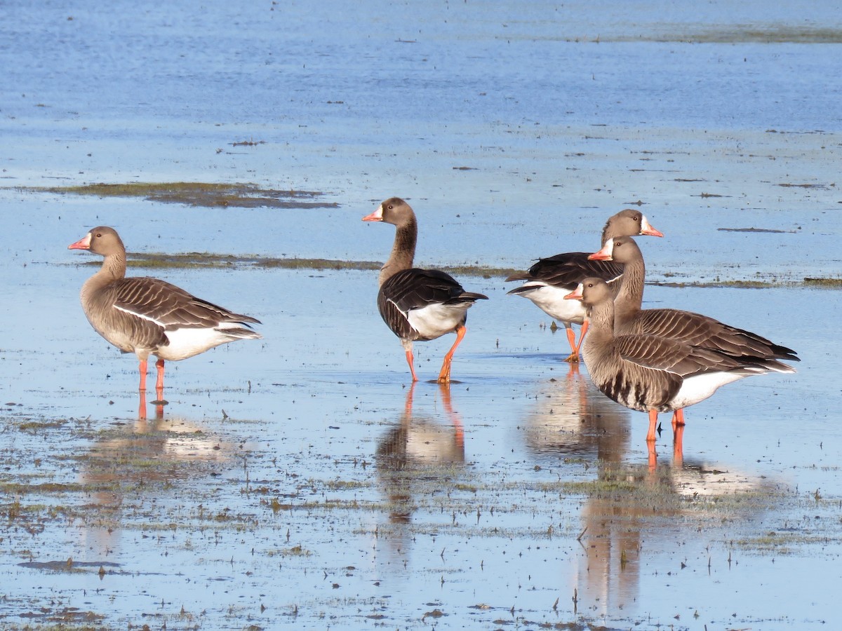 Greater White-fronted Goose - Chris Welsh